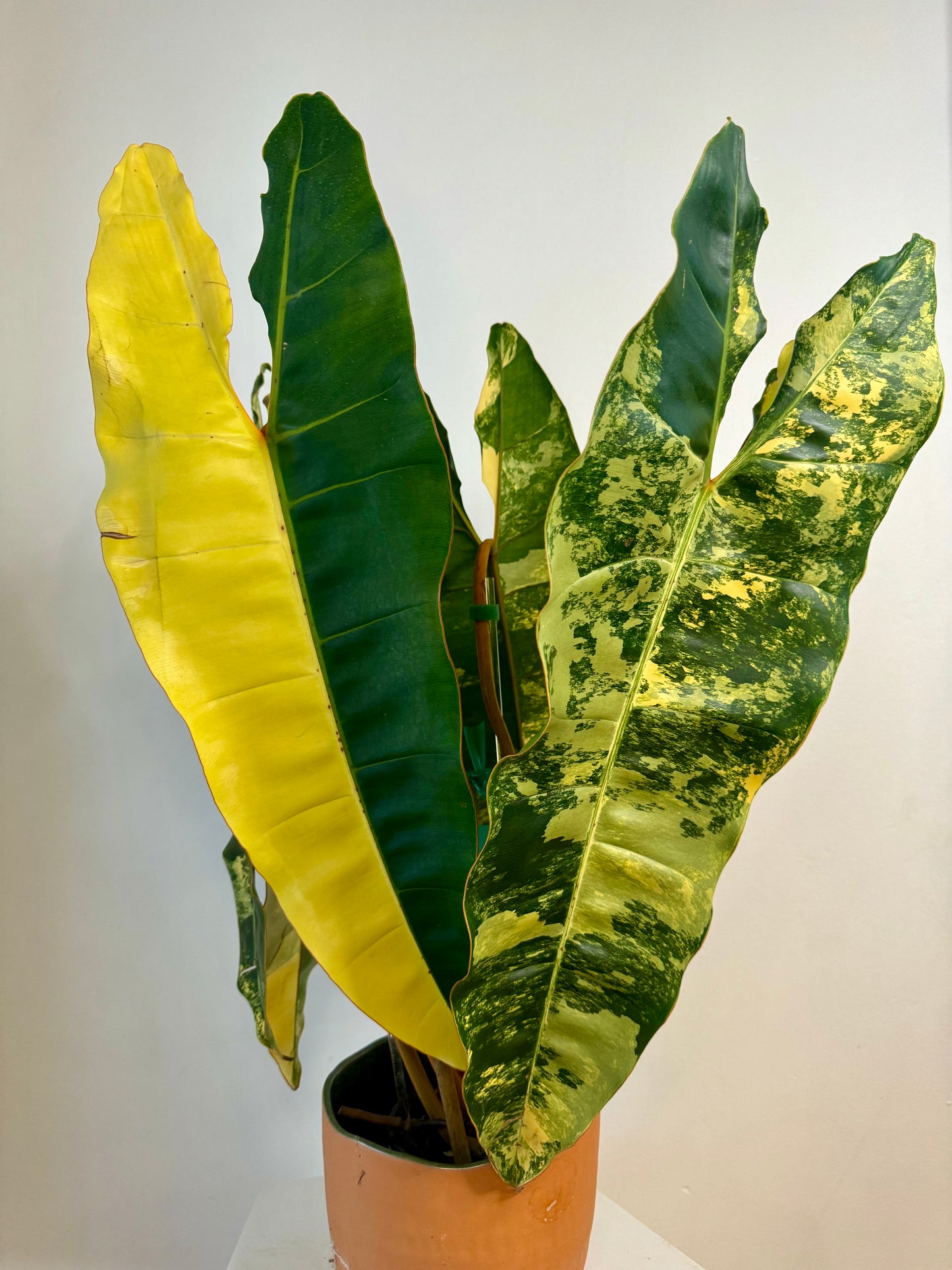 Philodendron Billietiae Variegated - 5 mature leaves | high variegation