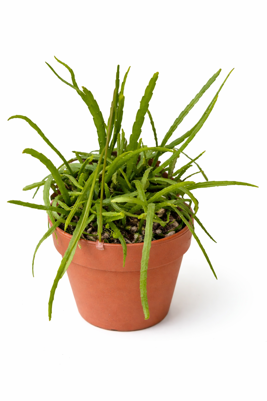 6” Rhipsalis Boliviana