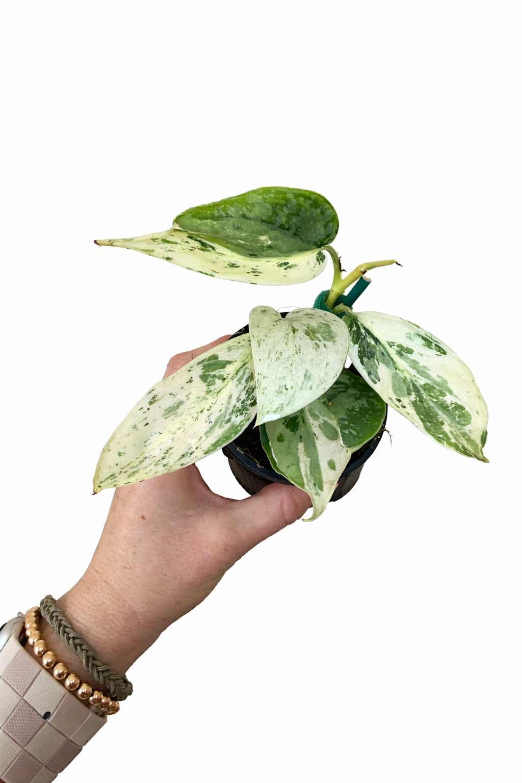 3” Scindapsus Silver Cloud Albo