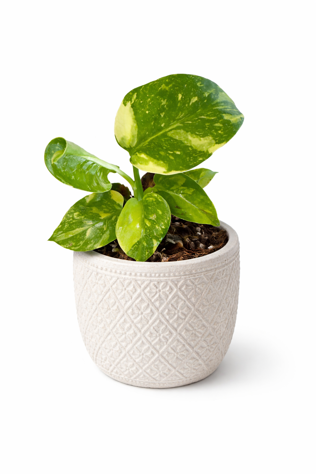 2” Monstera Electrolyte (Plug)
