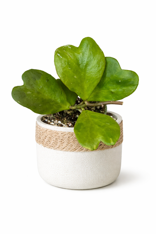 4” Hoya Kerrii Green