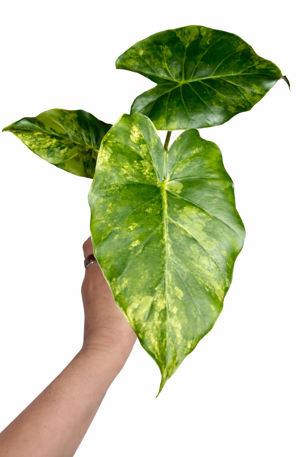 6” Alocasia Gageana Variegated