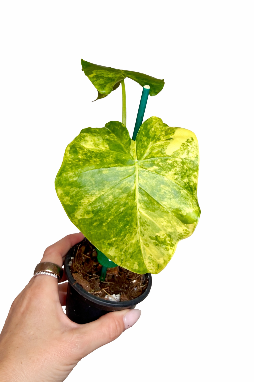 6” Alocasia Gageana Variegated