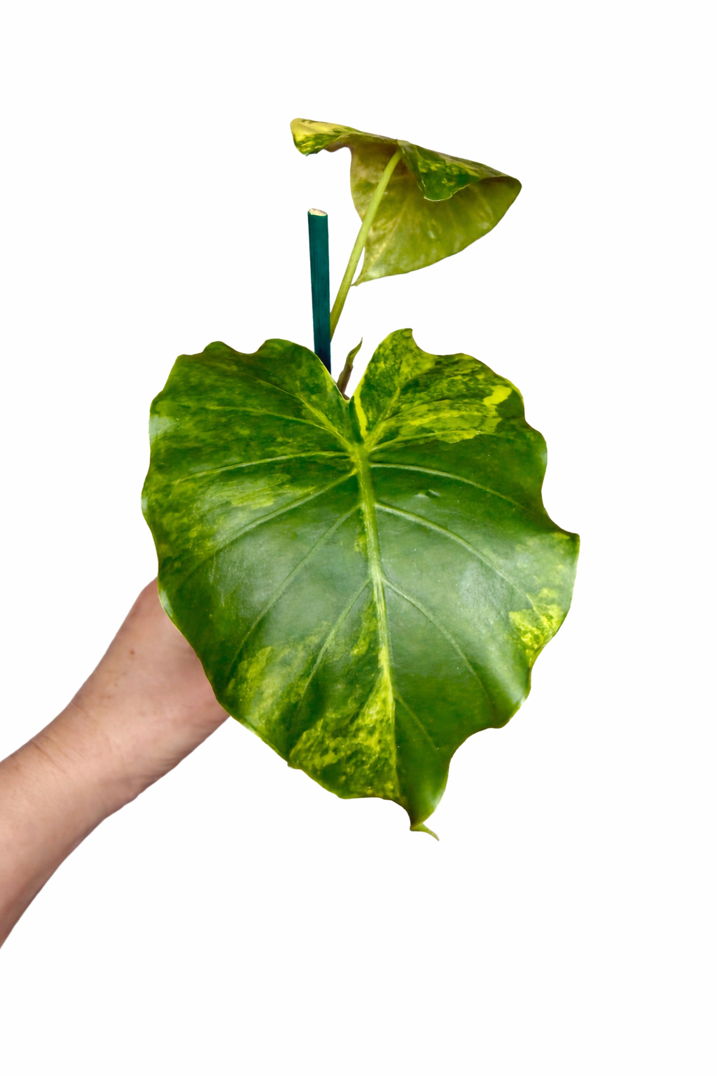 6” Alocasia Gageana Variegated