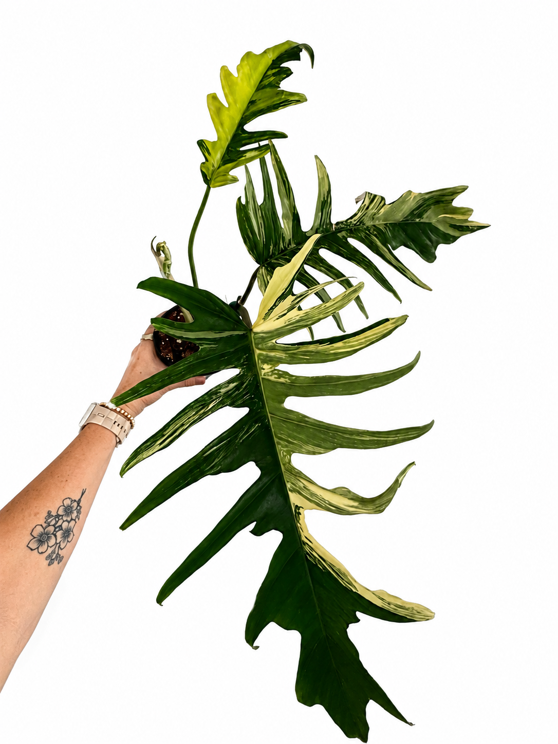 4" Philodendron Florida Beauty x Mayoi
