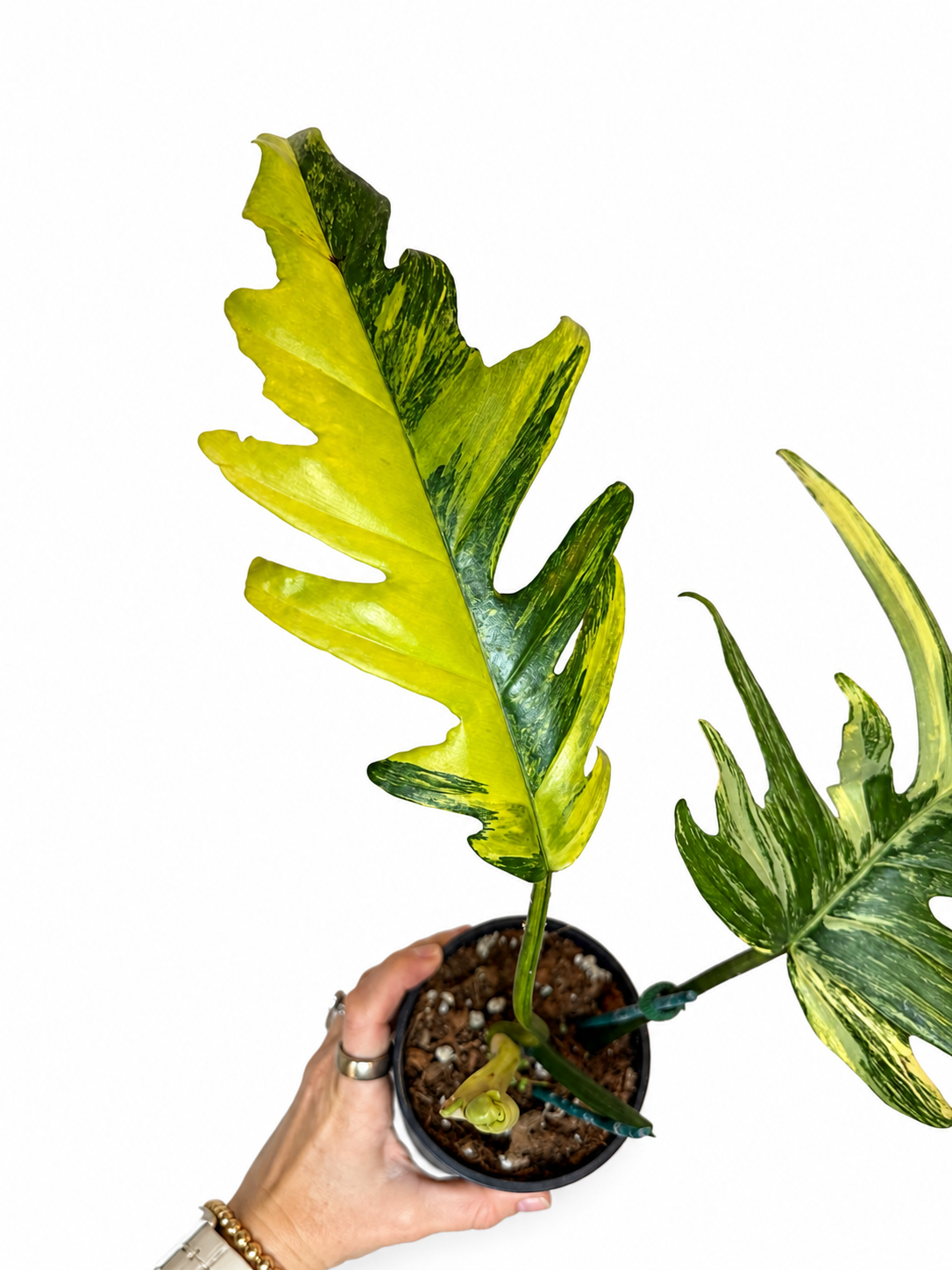 4" Philodendron Florida Beauty x Mayoi