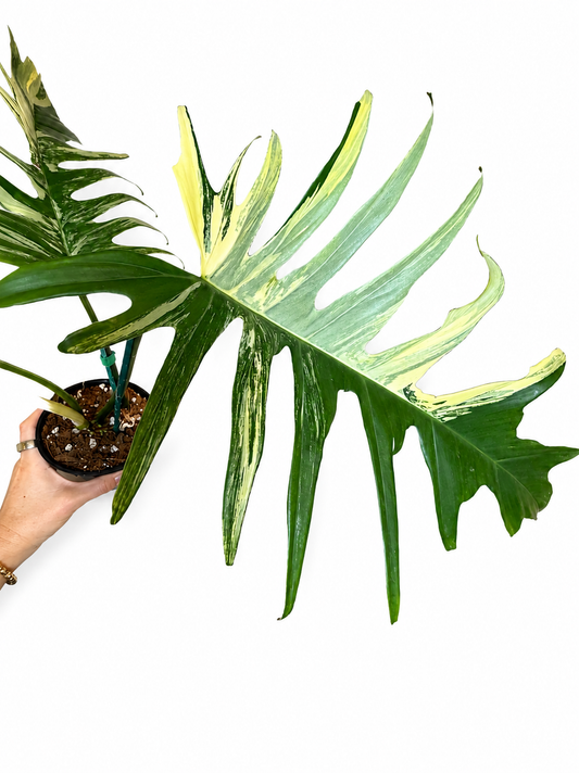 4" Philodendron Florida Beauty x Mayoi