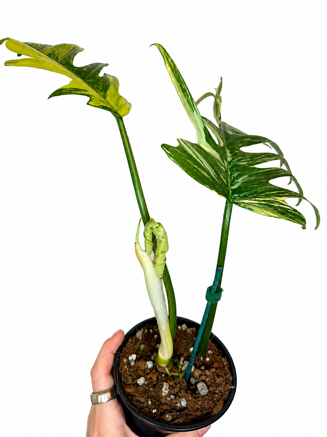 4" Philodendron Florida Beauty x Mayoi