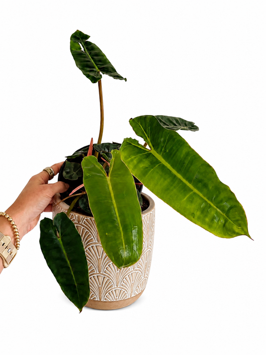 6" Philodendron Billietiae