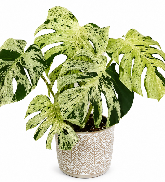 2" Monstera Bulbasaur