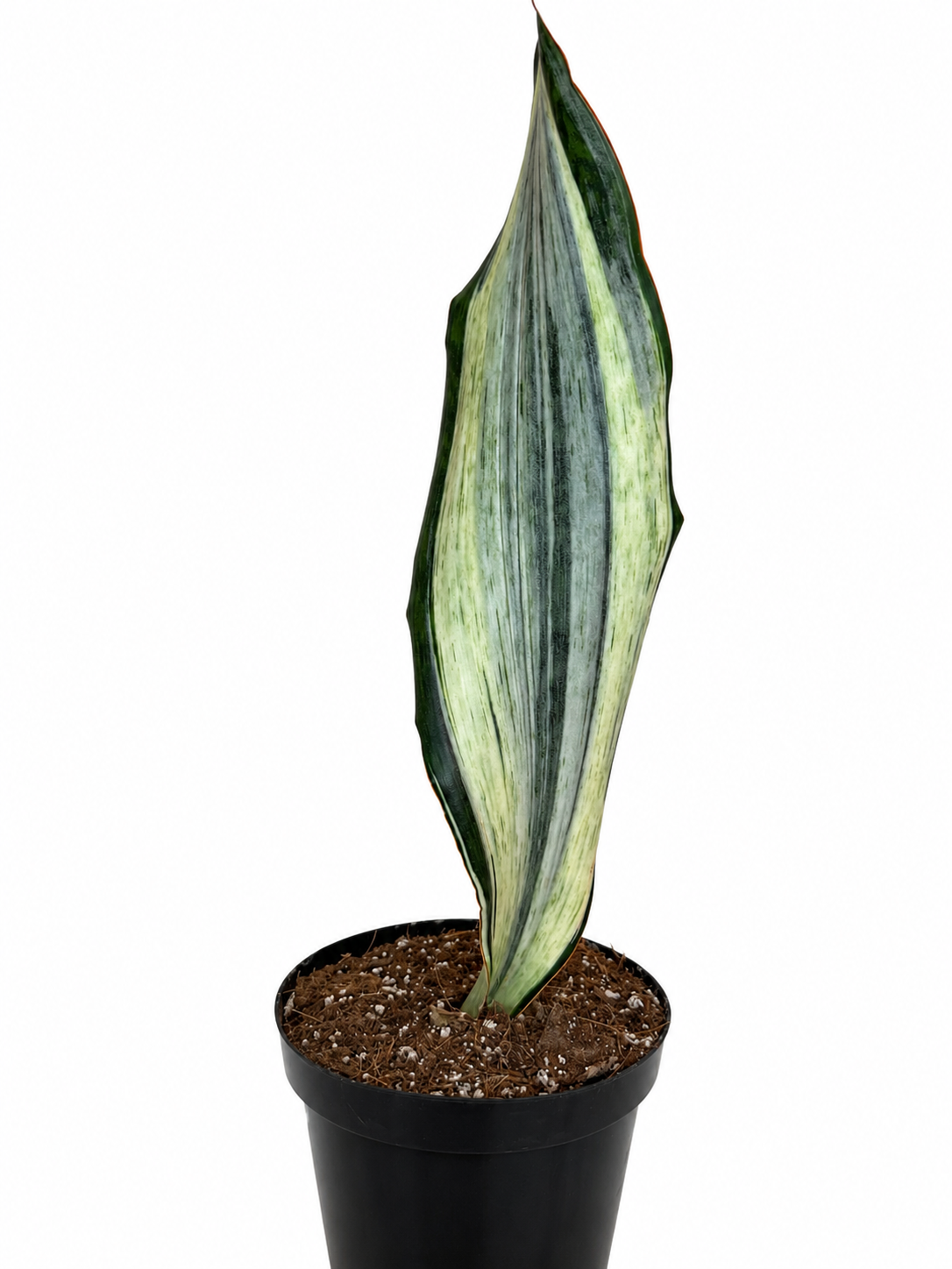 6” Sansevieria 'Whale Fin' Variegated (White) - High Color