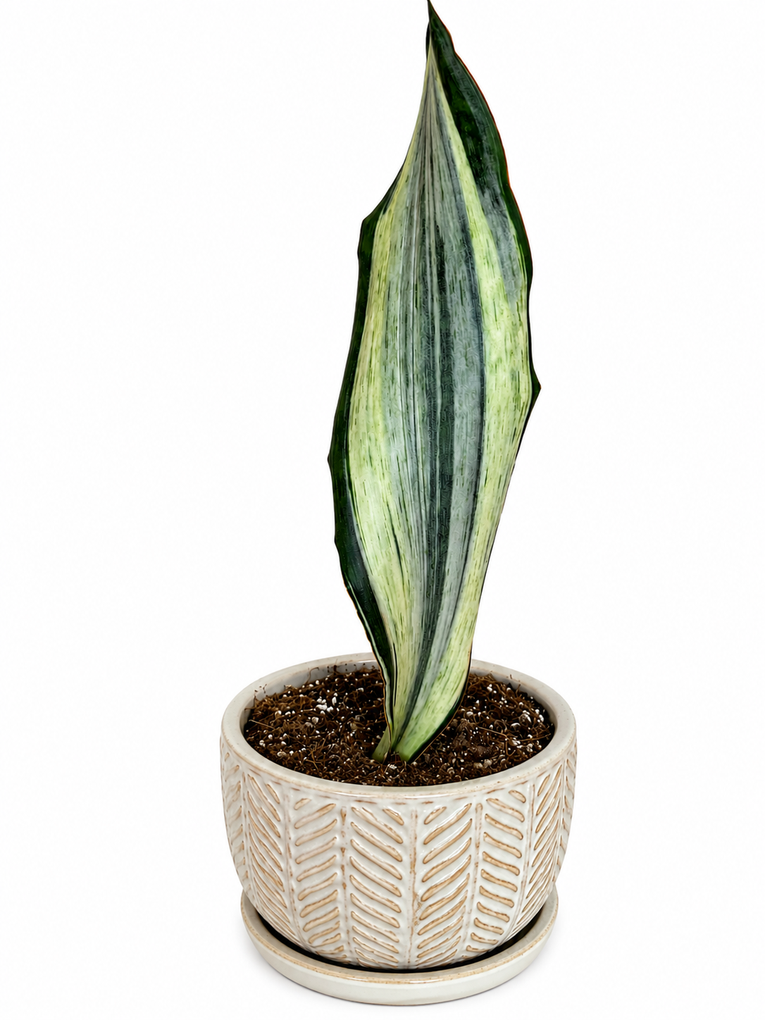 6” Sansevieria 'Whale Fin' Variegated (White) - High Color