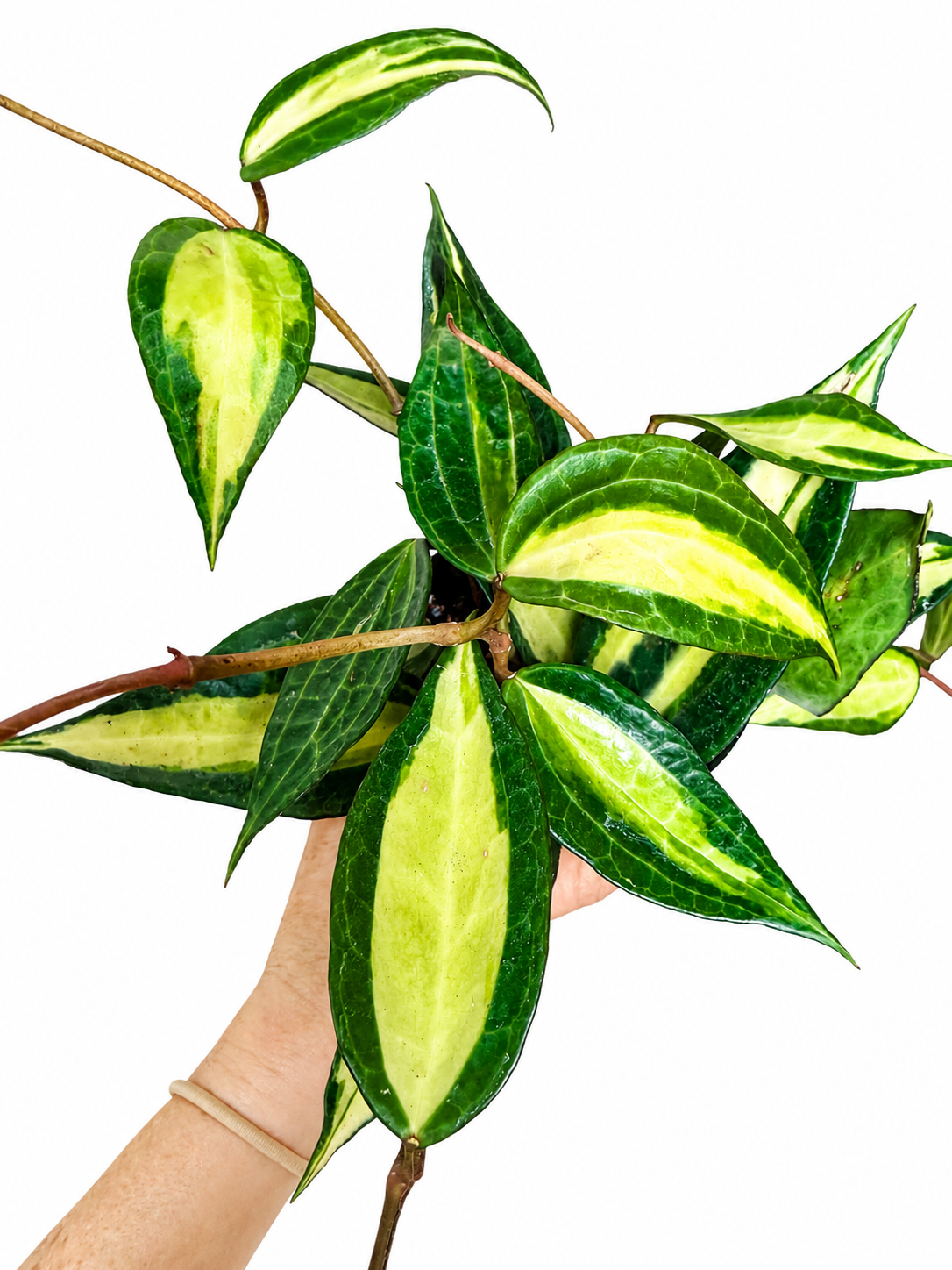 4” Hoya Macrophylla Reverse Variegated ‘Pot of Gold’