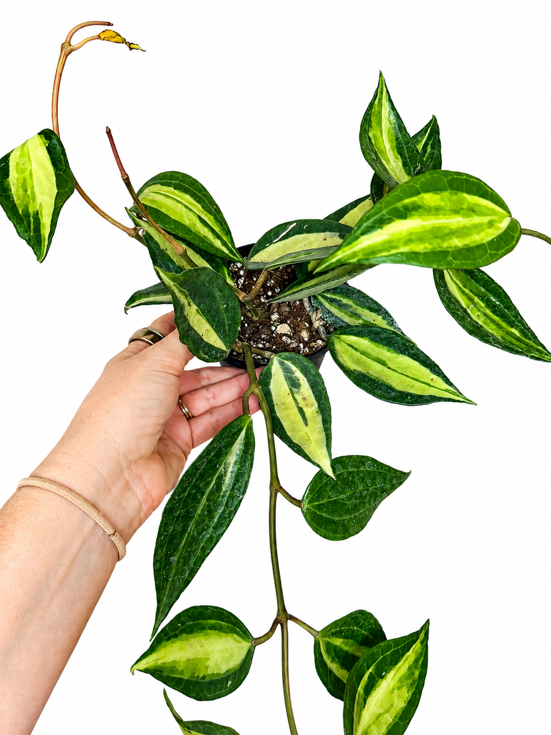 4” Hoya Macrophylla Reverse Variegated ‘Pot of Gold’
