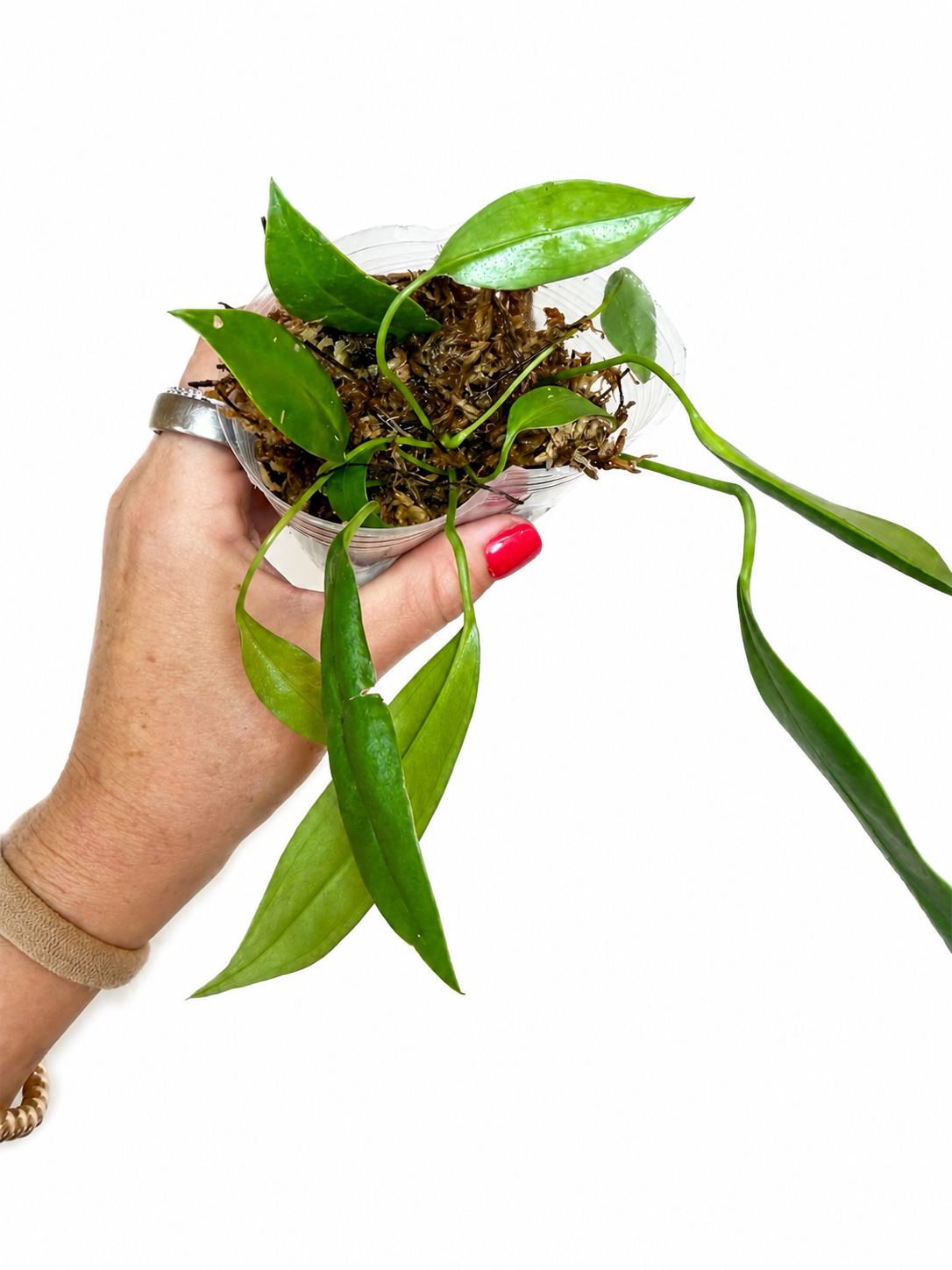 4" Anthurium Bakeri (in sphagnum moss)