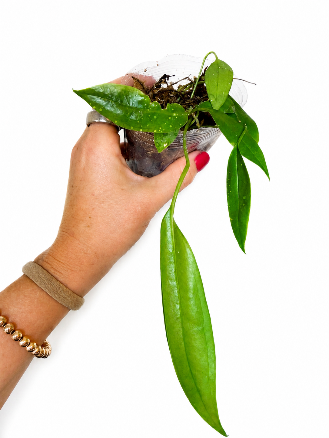 4" Anthurium Bakeri (in sphagnum moss)