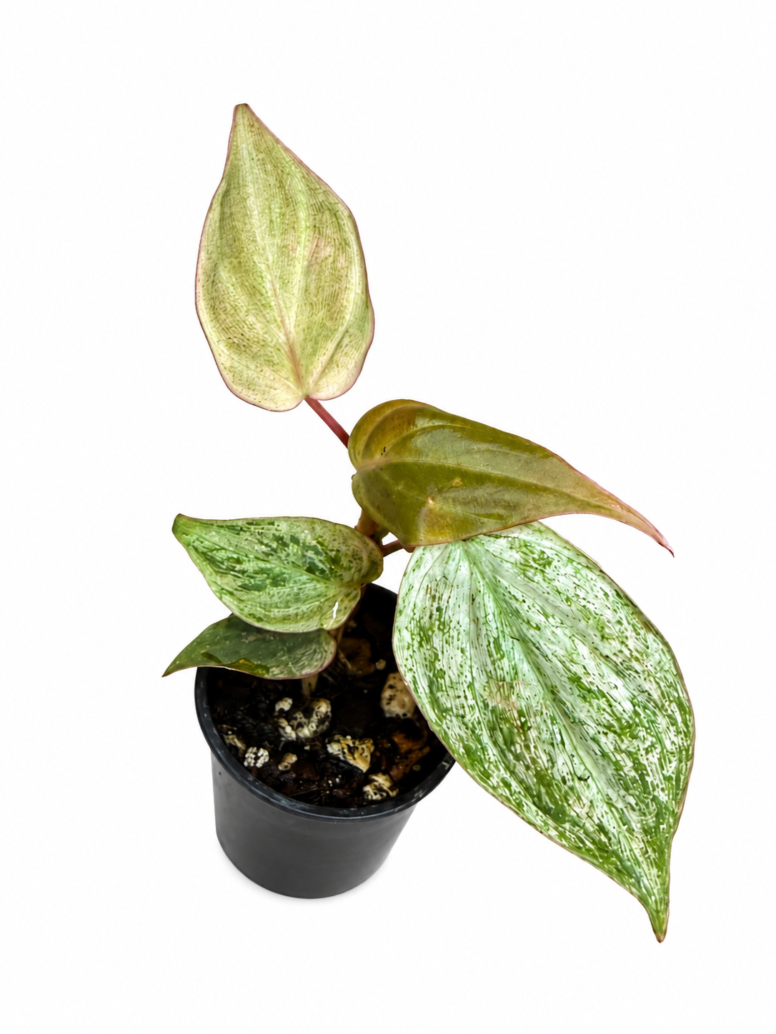 2.5" Philodendron Micans Mint Pink Variegated