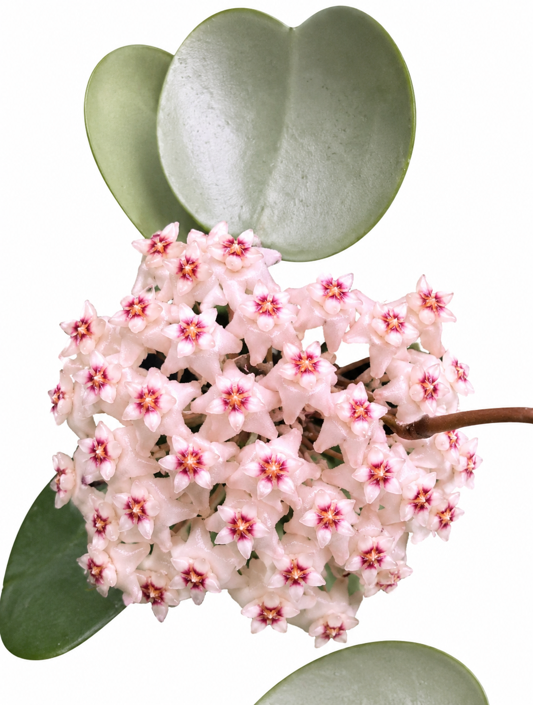 3” Hoya Parasitica Silver Heart