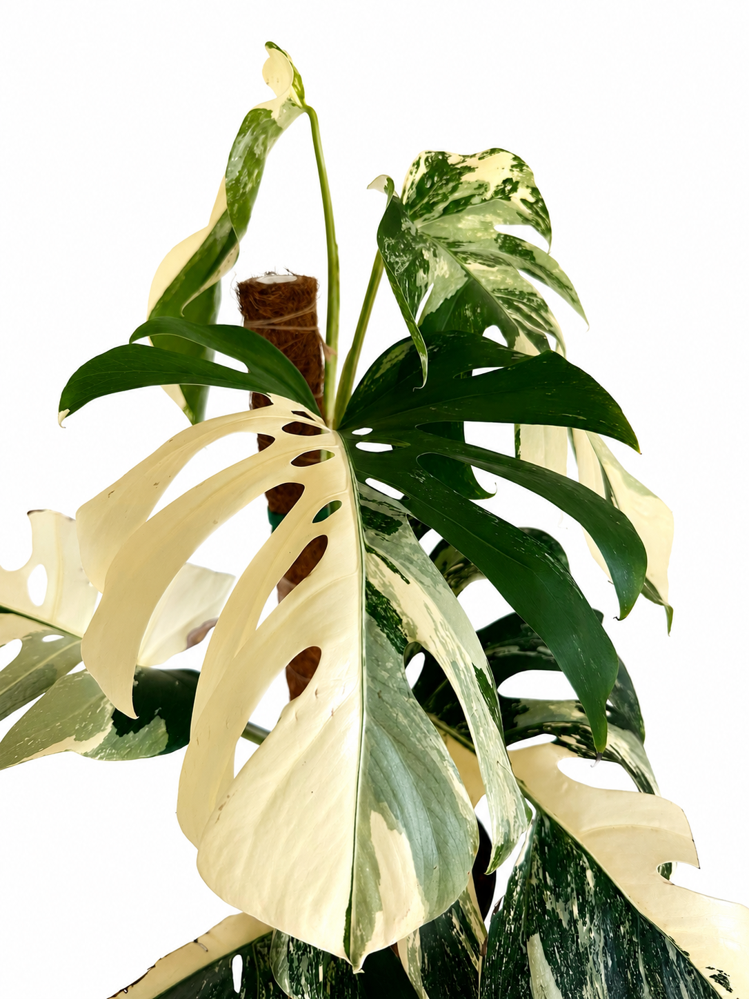 8” Monstera Albo - High Variegation