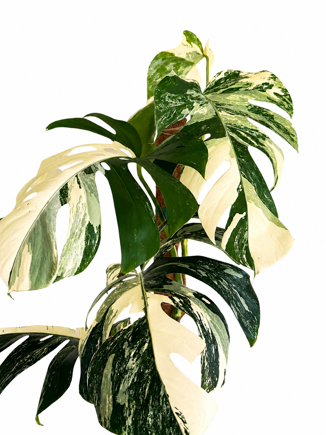 8” Monstera Albo - High Variegation