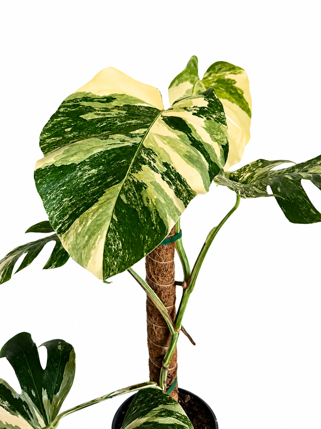 8” Monstera Albo - High Variegation
