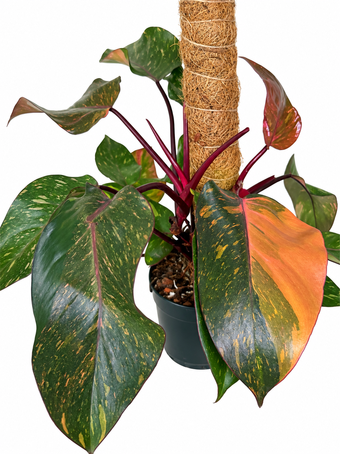 6" Philodendron 'Orange Princess' Variegated