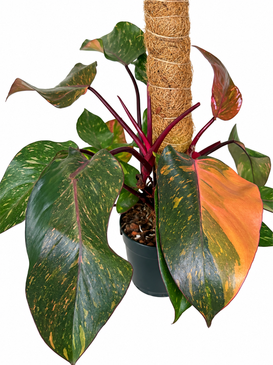 6" Philodendron 'Orange Princess' Variegated