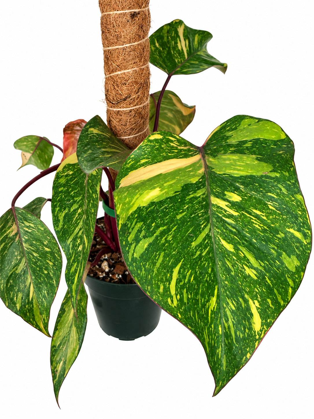 6" Philodendron 'Orange Princess' Variegated
