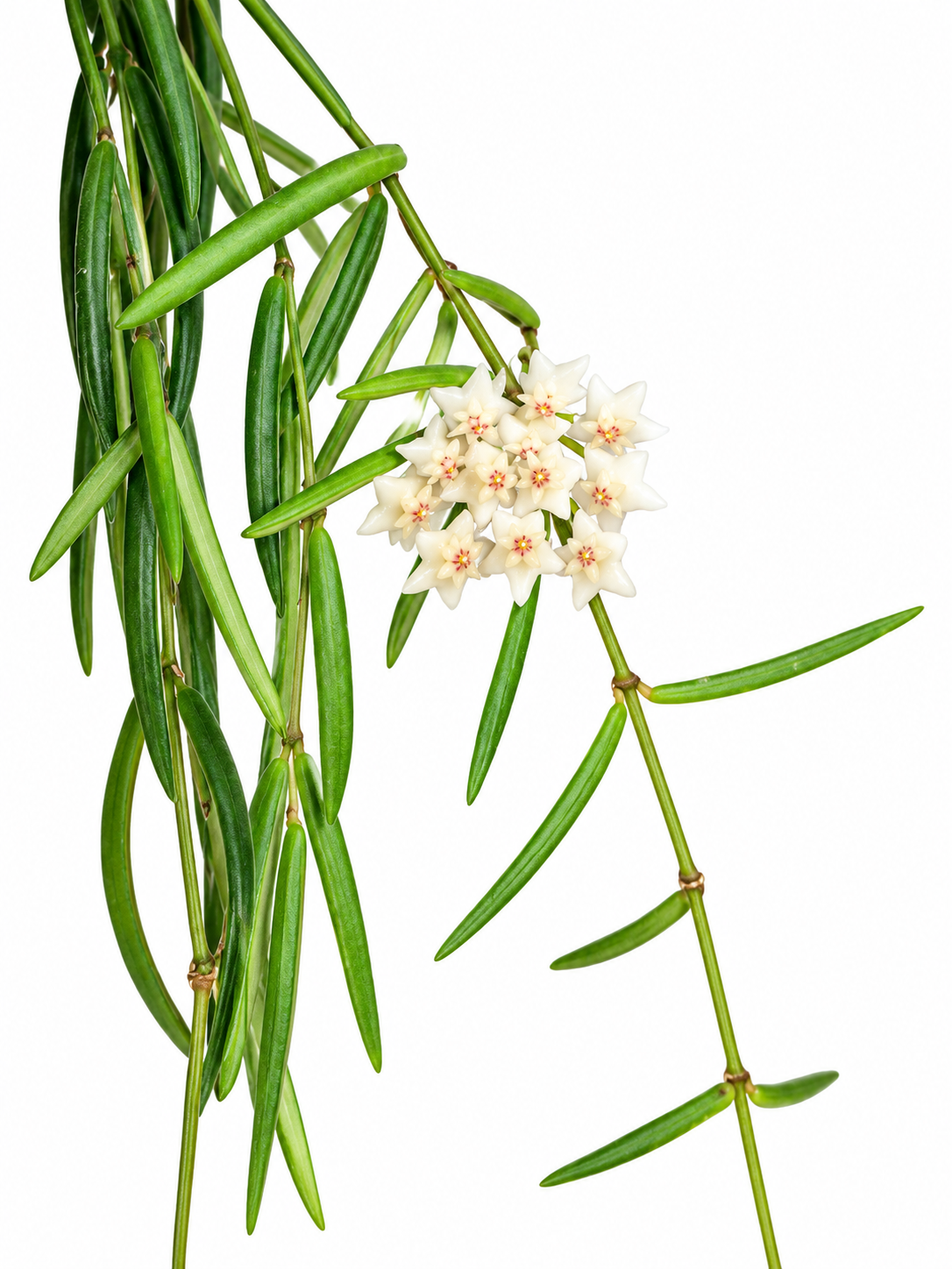 3" Hoya Linearis