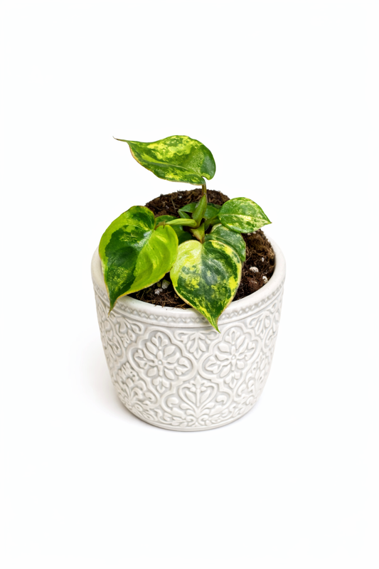 Philodendron Billietiae Variegated (starter plug)