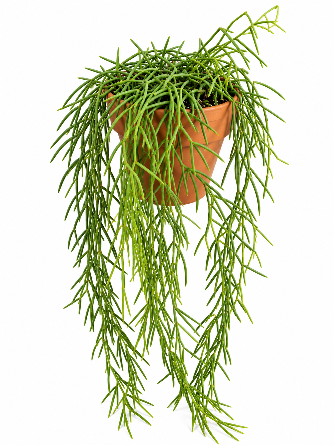 6" Hoya Linearis XL