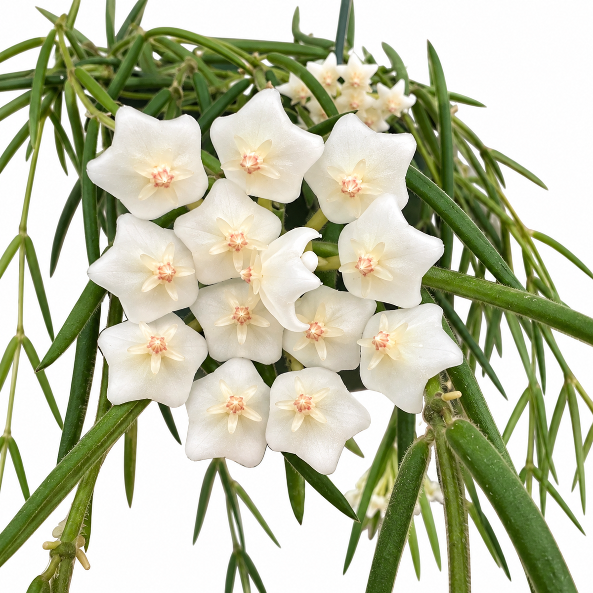 6" Hoya Linearis XL