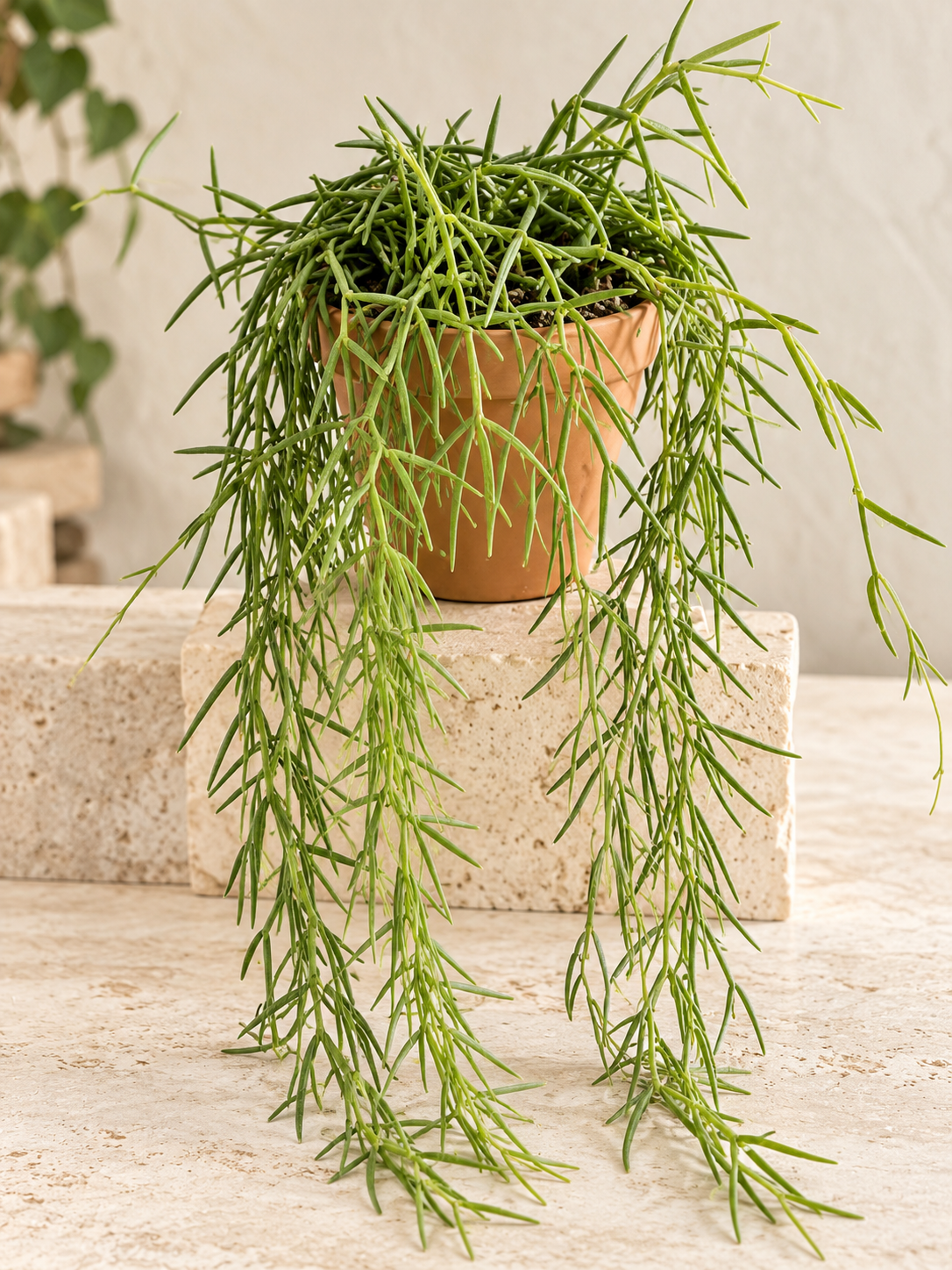 6" Hoya Linearis XL