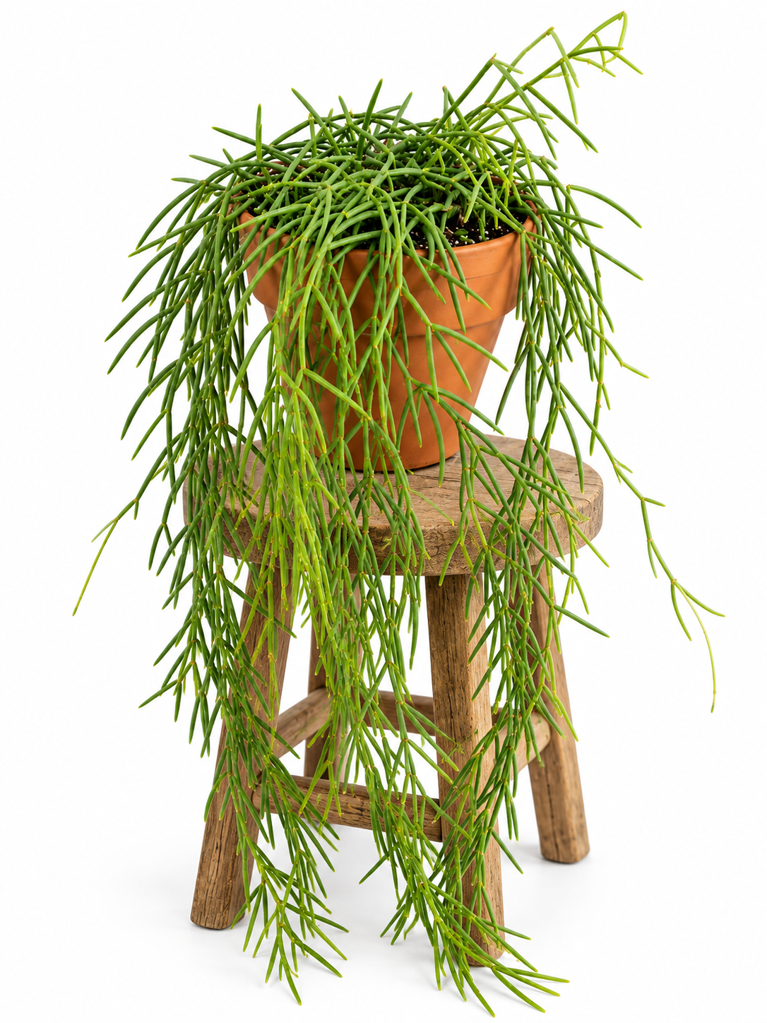 6" Hoya Linearis XL