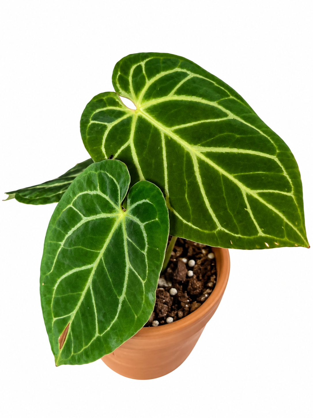 4” Anthurium (RC Dorayaki) x RC