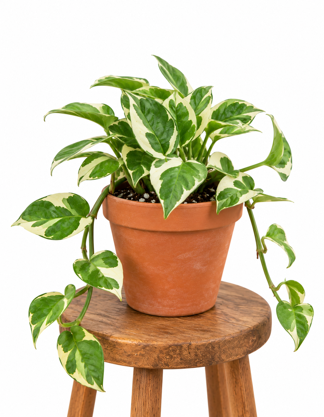 4” Pothos N'Joy