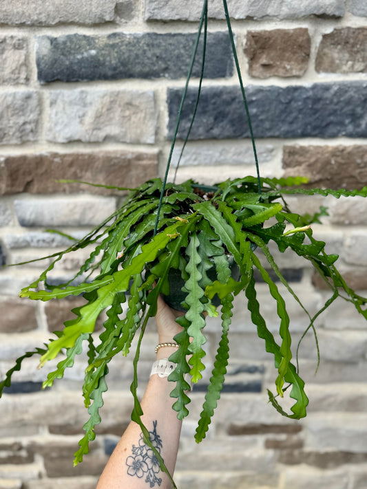 8" Ric Rac Cactus