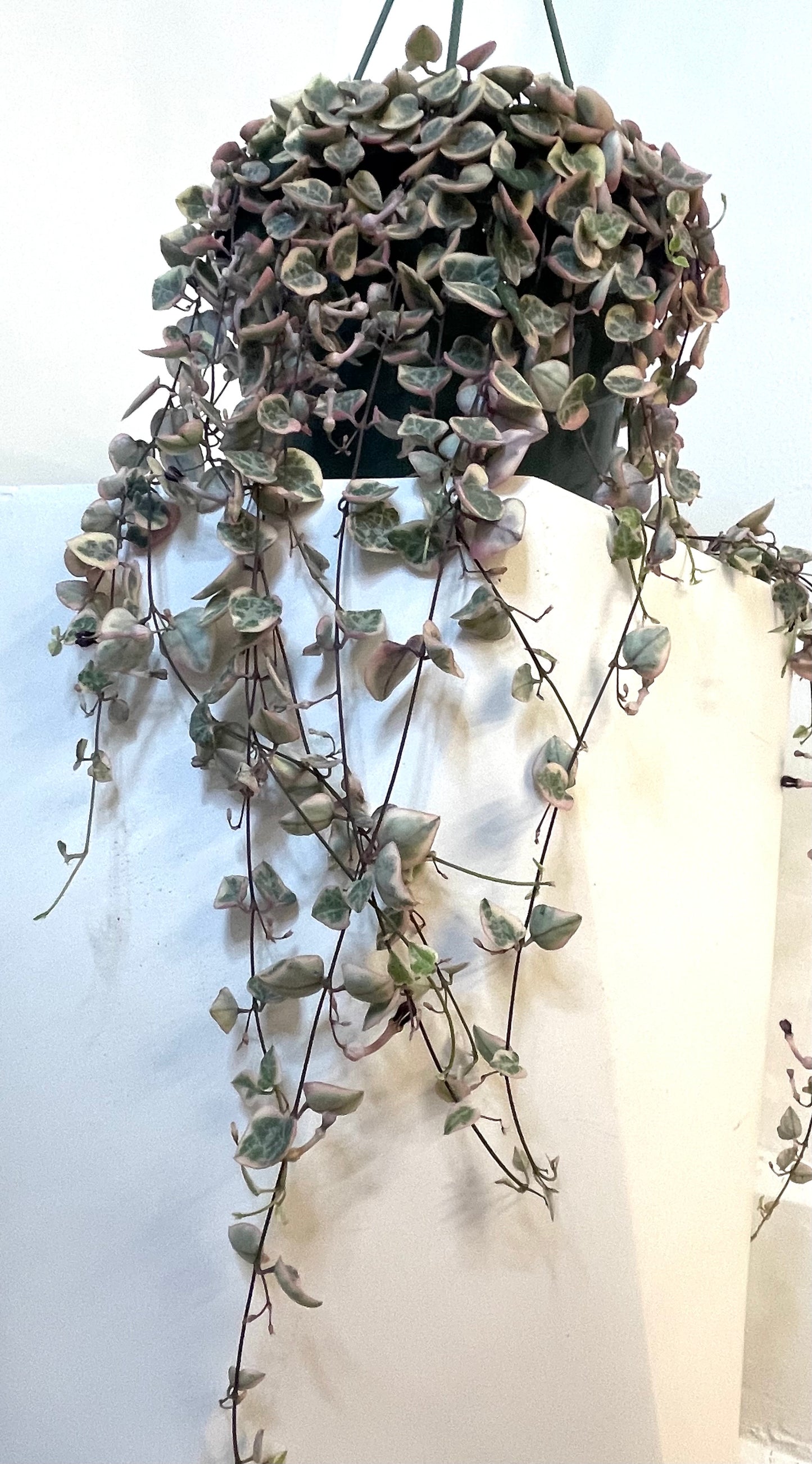6" String of Hearts Variegated