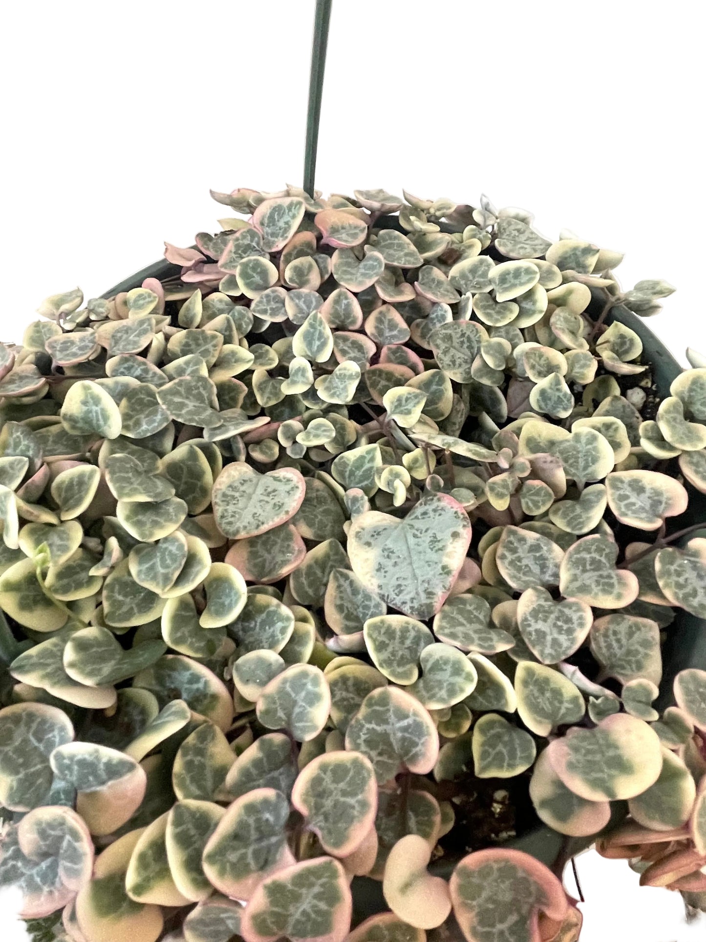 6" String of Hearts Variegated