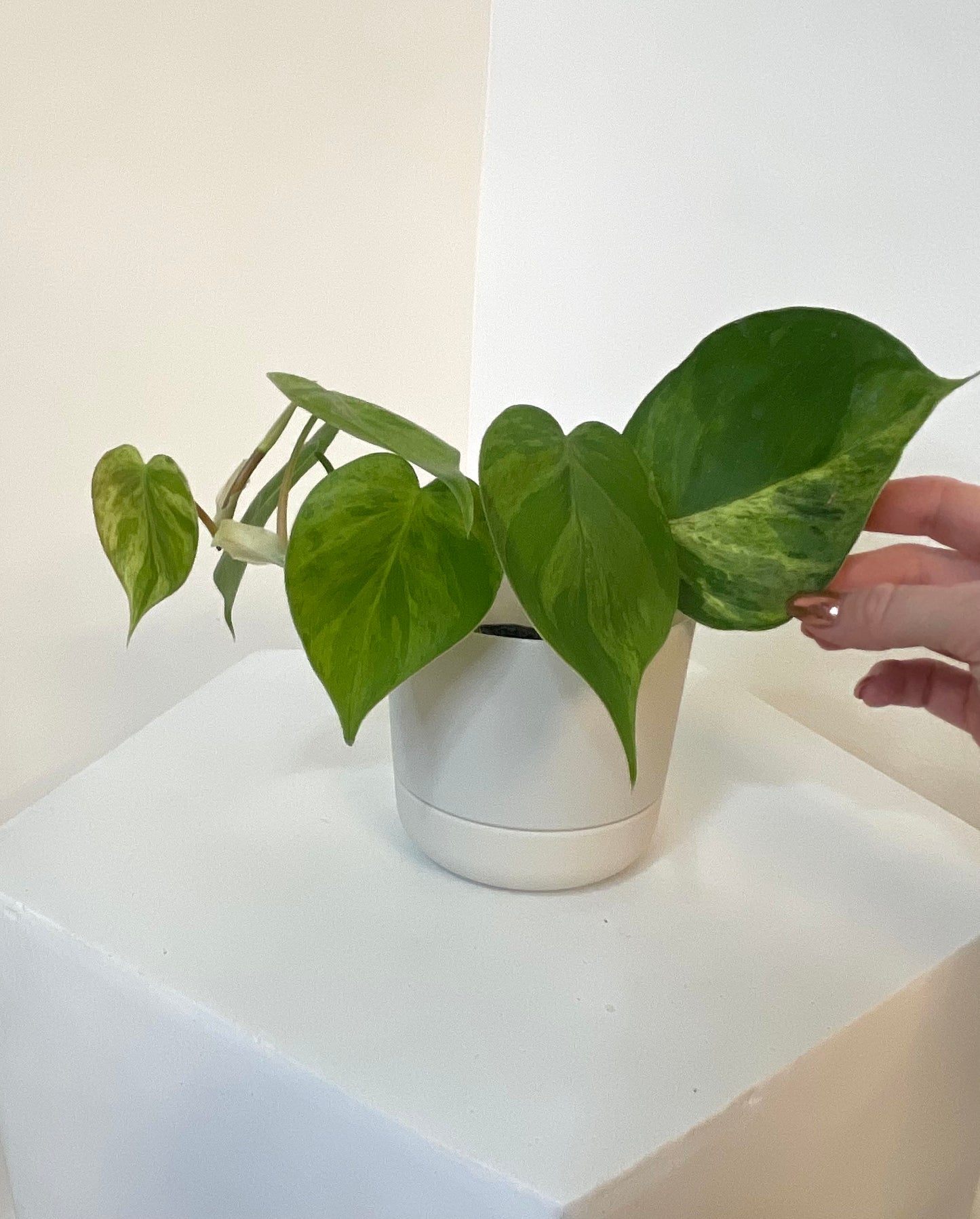 4” Heartleaf Philodendron Variegated
