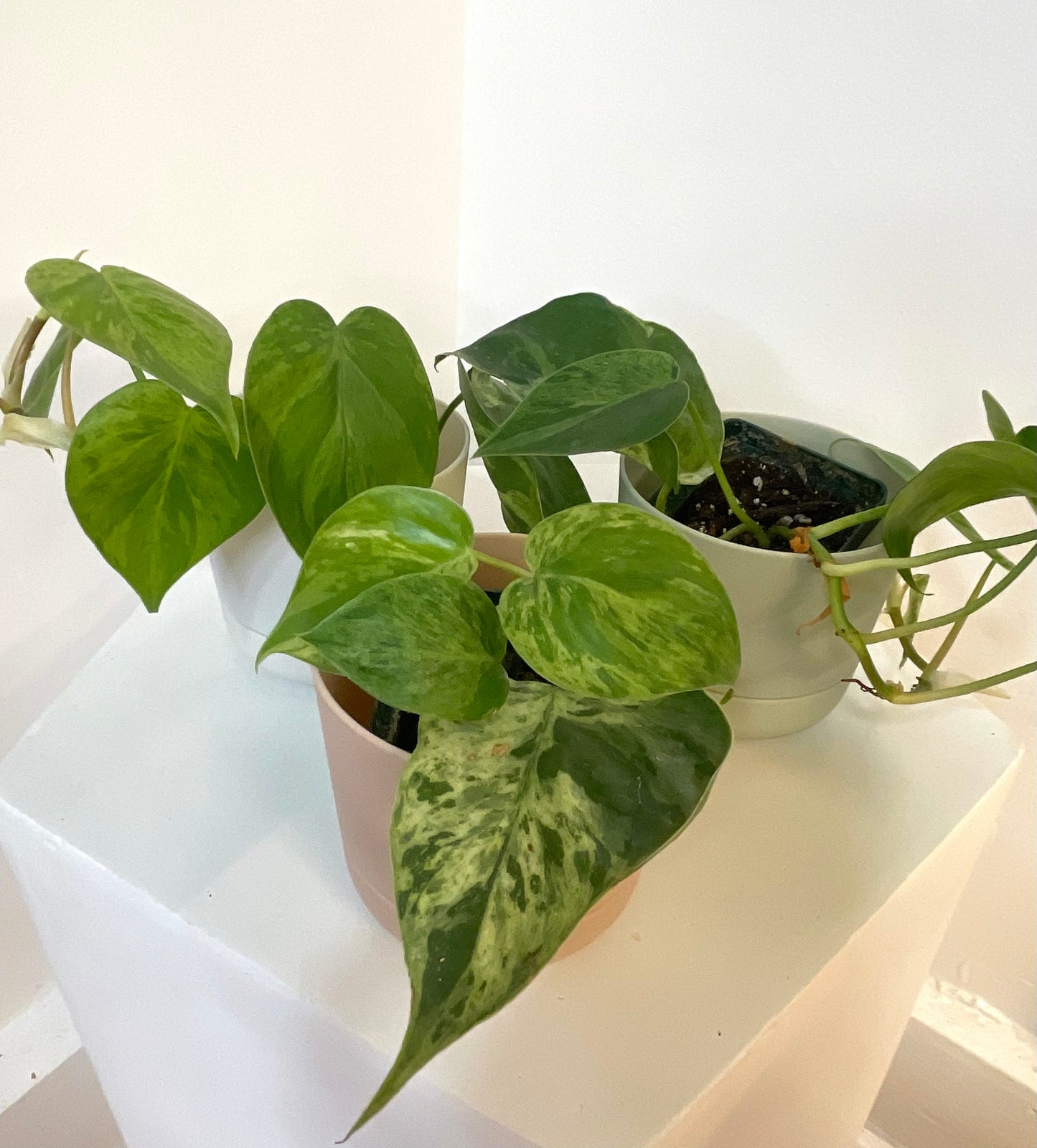 4” Heartleaf Philodendron Variegated