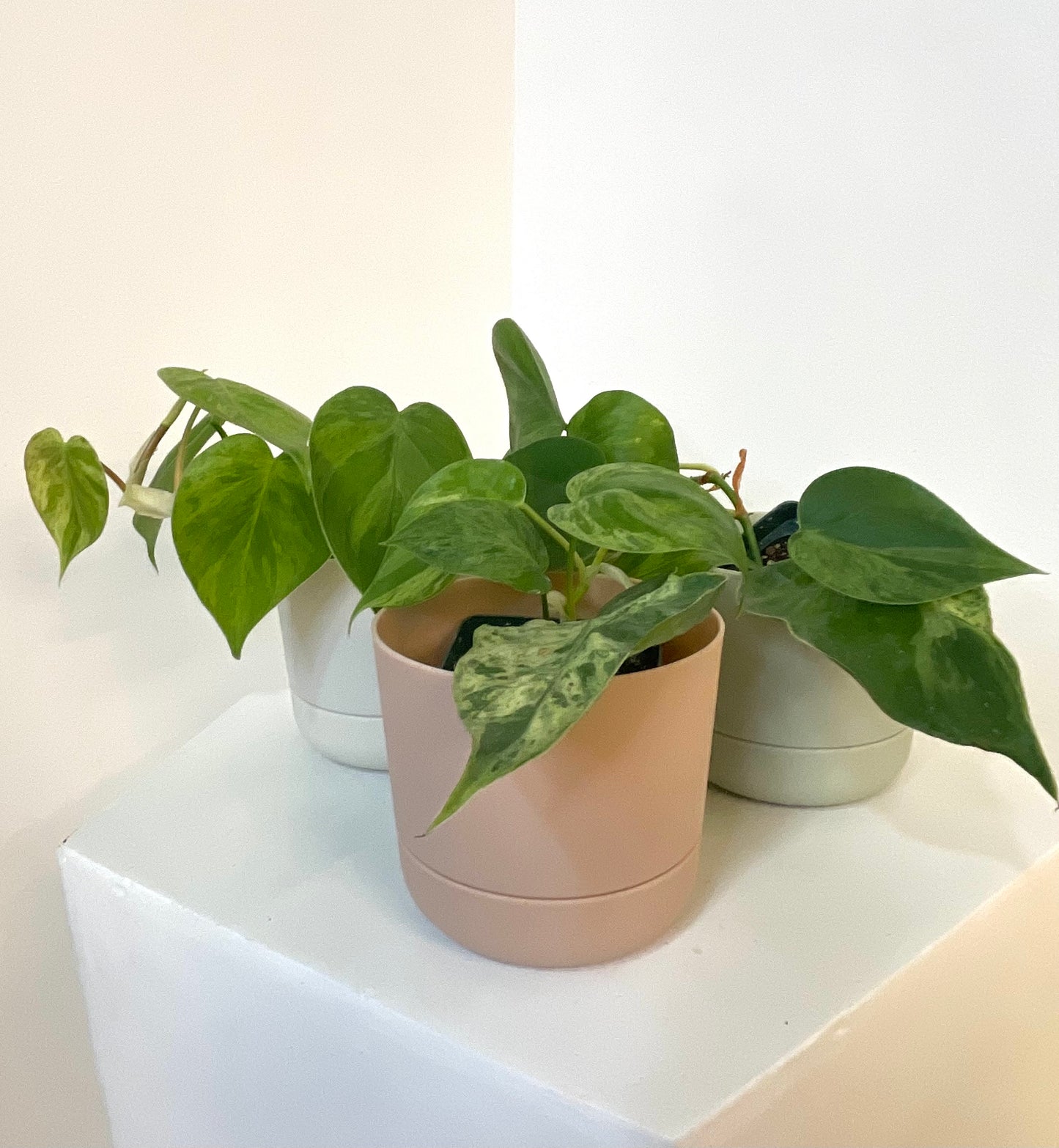 4” Heartleaf Philodendron Variegated