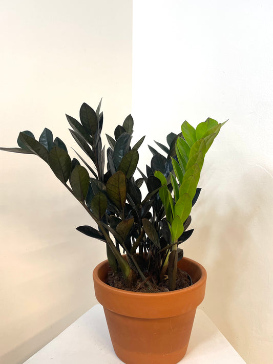 5” Zamioculcas Zamiifolia 'ZZ Raven'