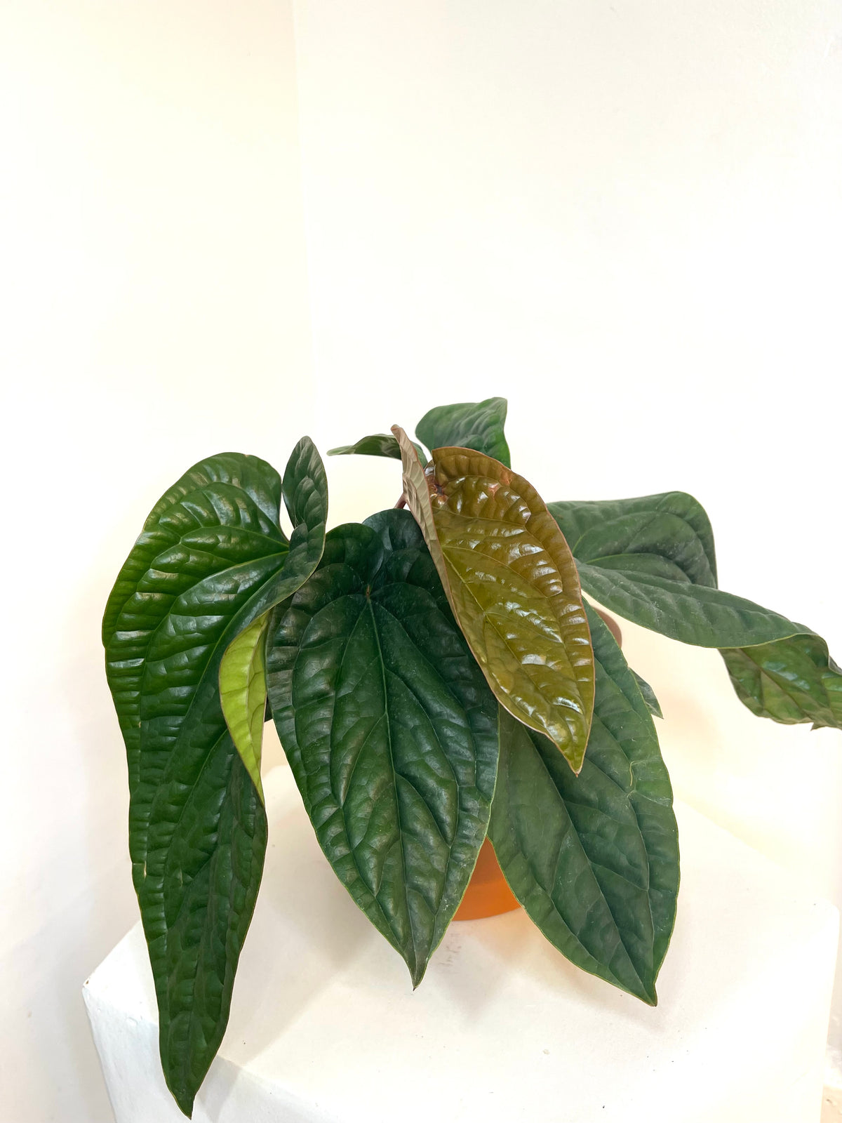 4” Anthurium Radicans x Luxurians