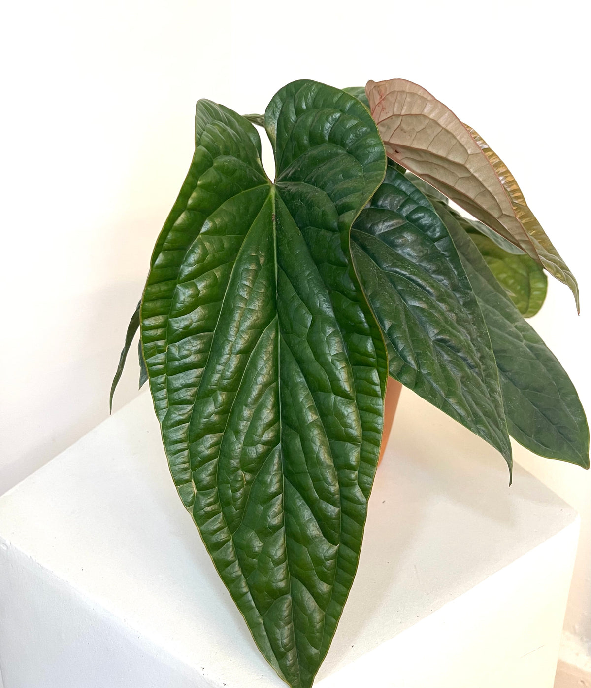 4” Anthurium Radicans x Luxurians