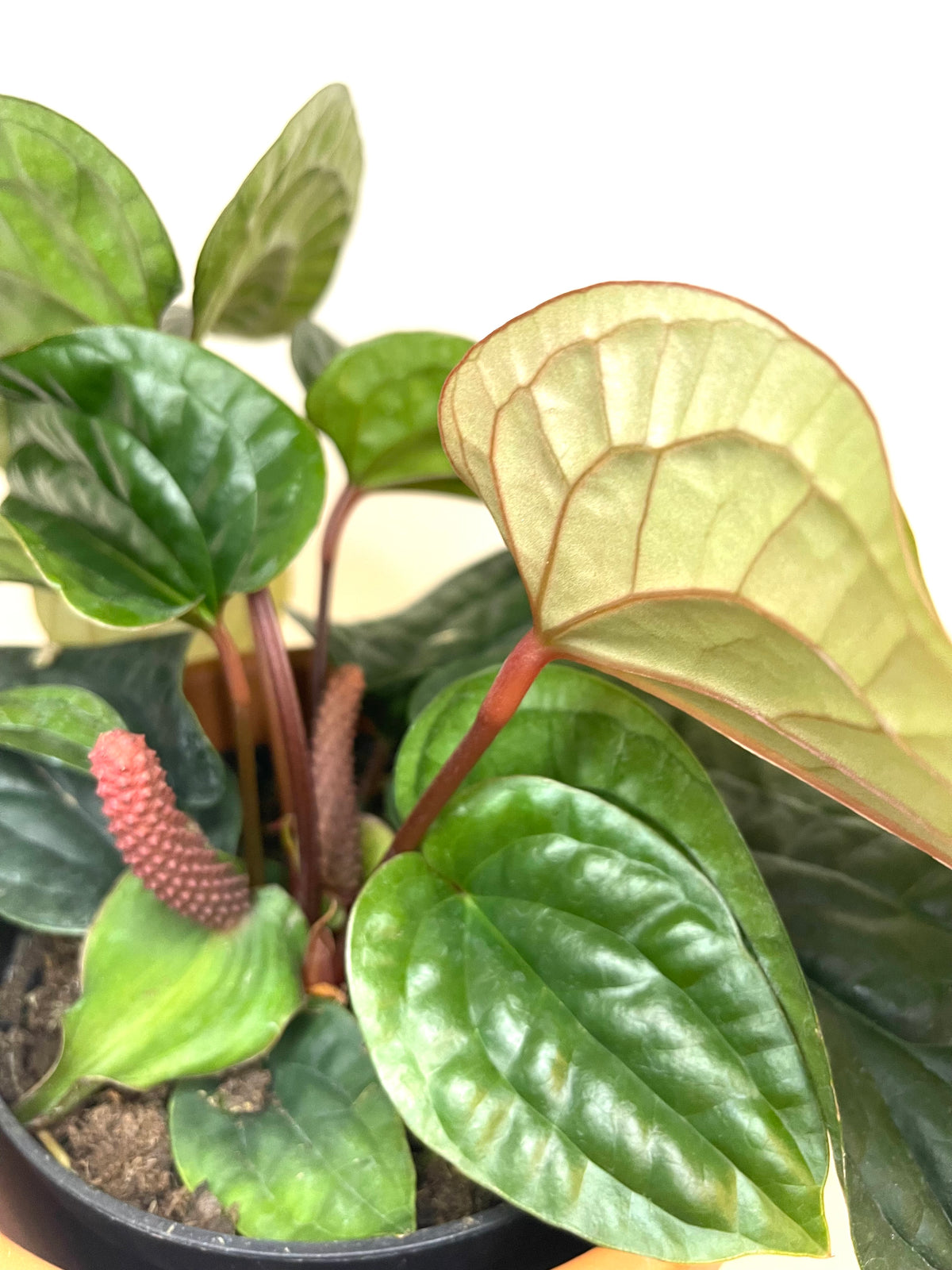 4” Anthurium Radicans x Luxurians