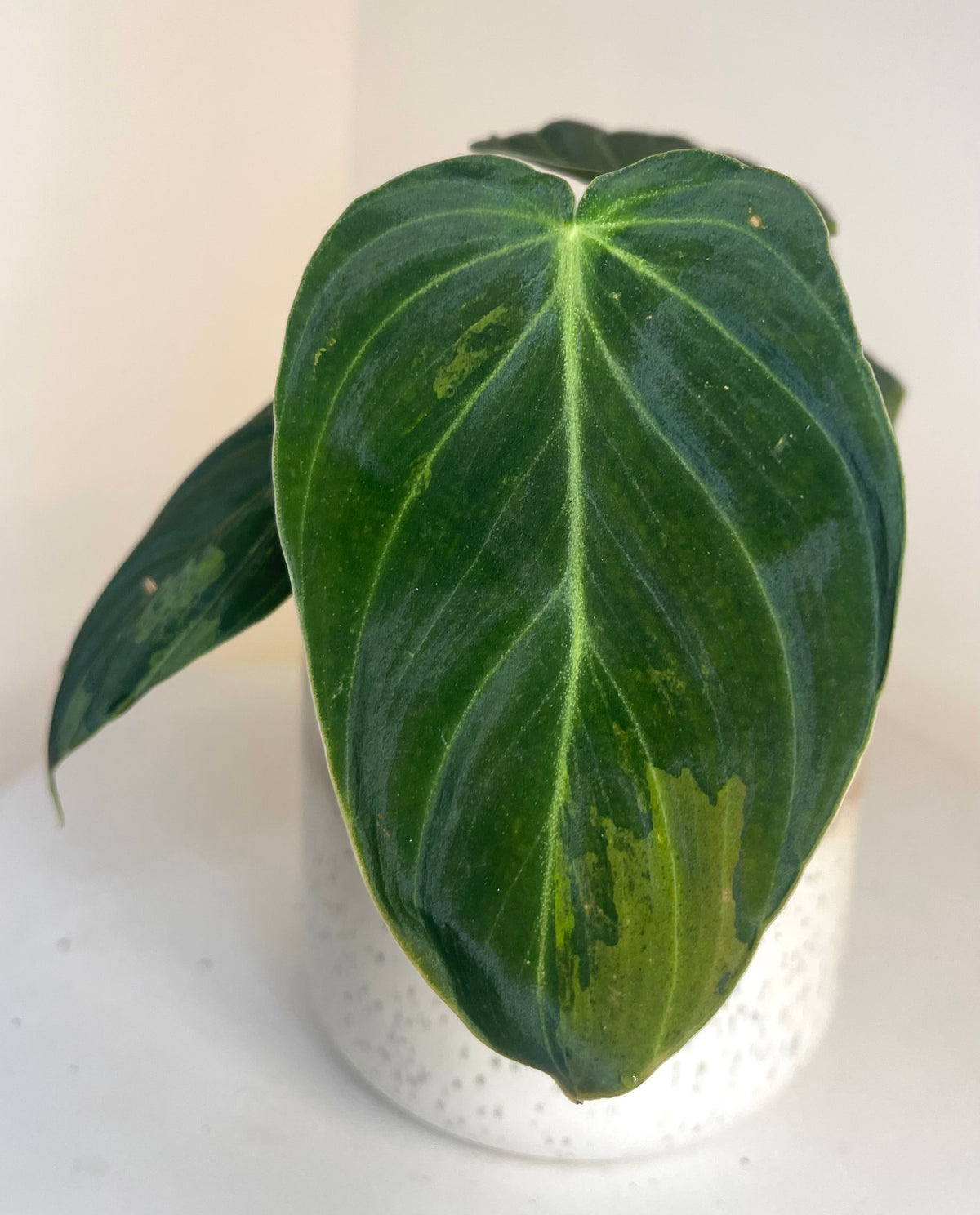 3” Philodendron Melanochrysum Variegated