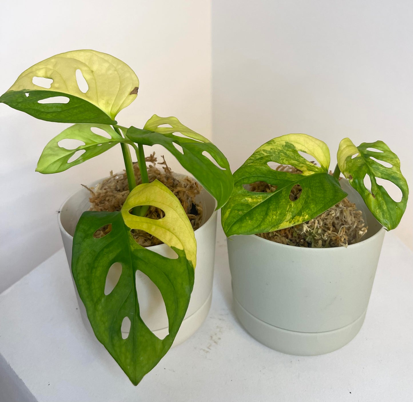 4” Monstera Adansonii Aurea Variegated