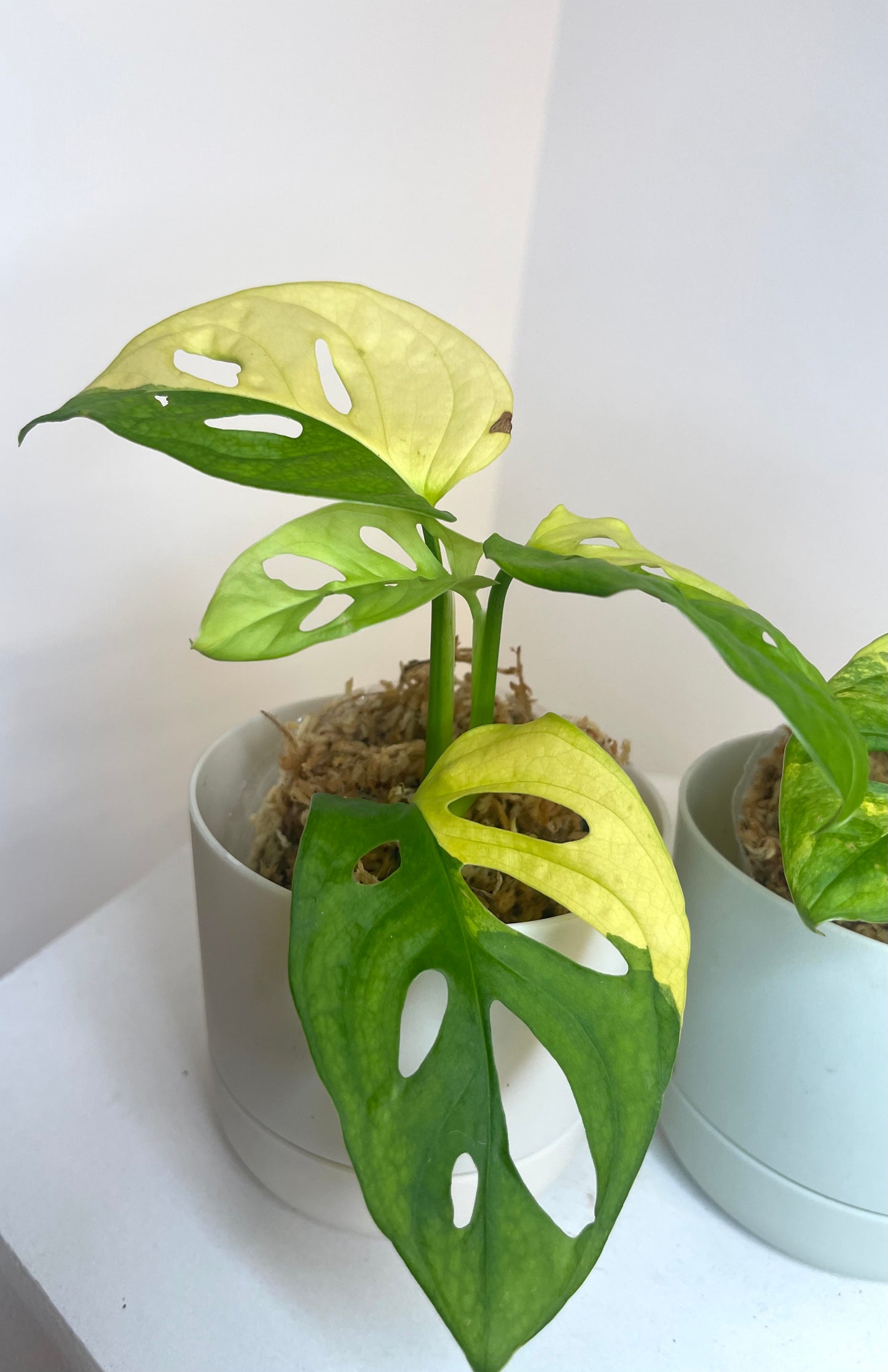 4” Monstera Adansonii Aurea Variegated