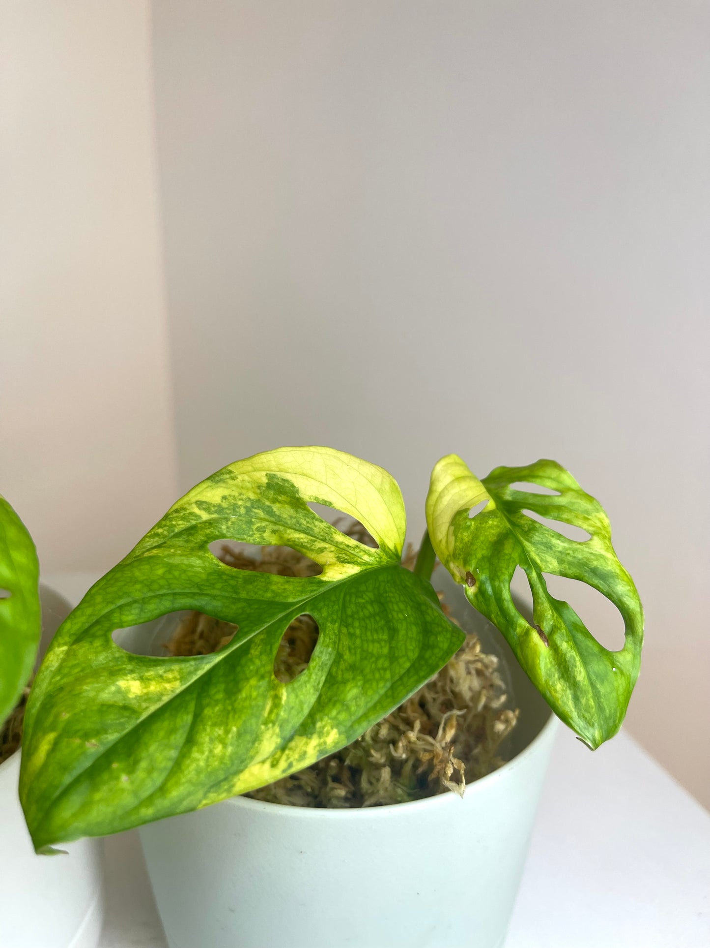 4” Monstera Adansonii Aurea Variegated